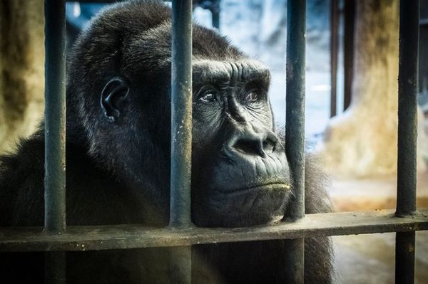 [新聞] 母猩猩被關近30年！泰國百貨公司有如空中監獄